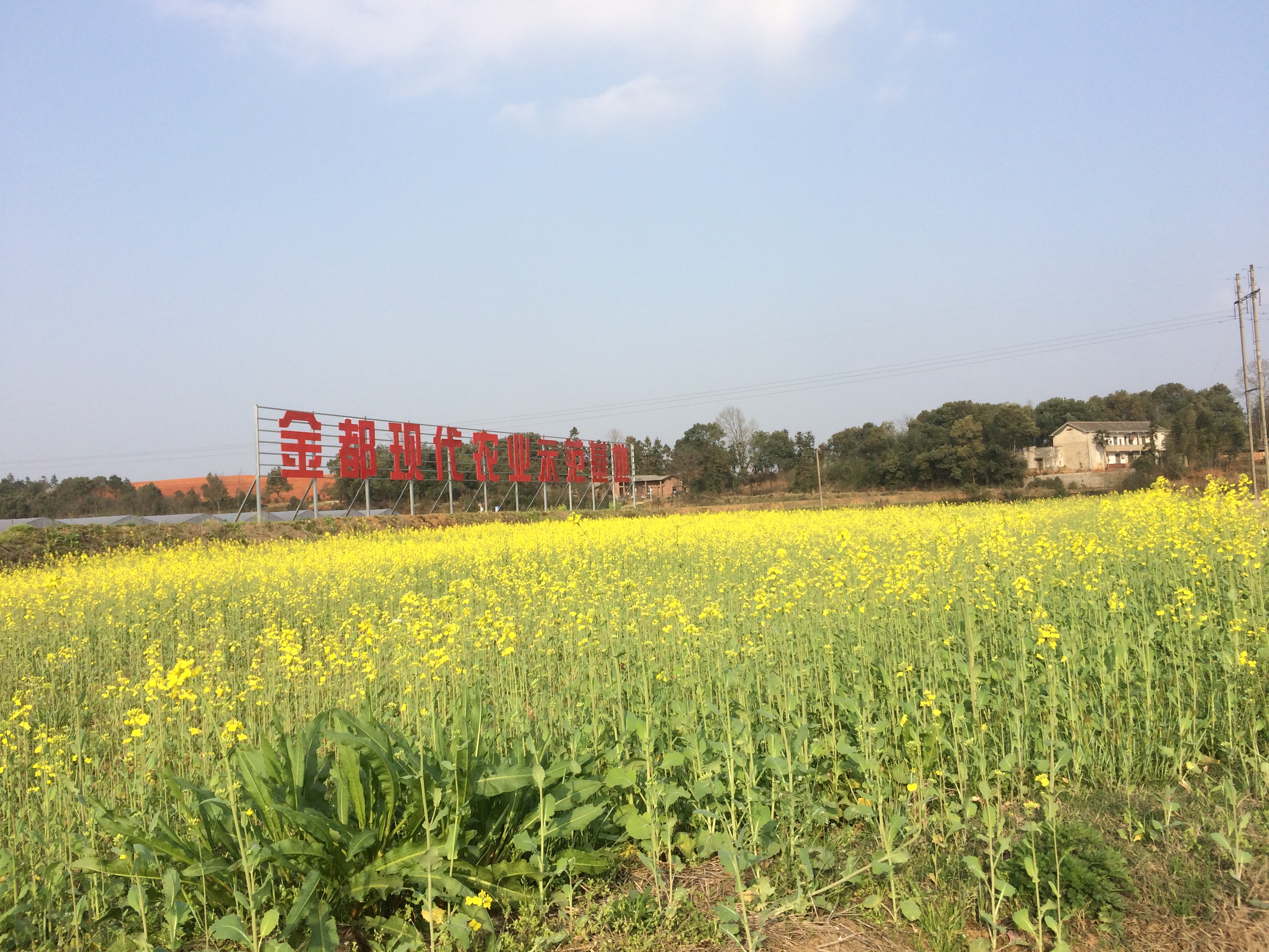 金都現(xiàn)代農(nóng)業(yè)行業(yè)級蔬菜標(biāo)準(zhǔn)園，智慧農(nóng)業(yè)全程安全溯源